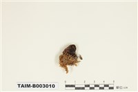 藏品(灰苔科)的圖片